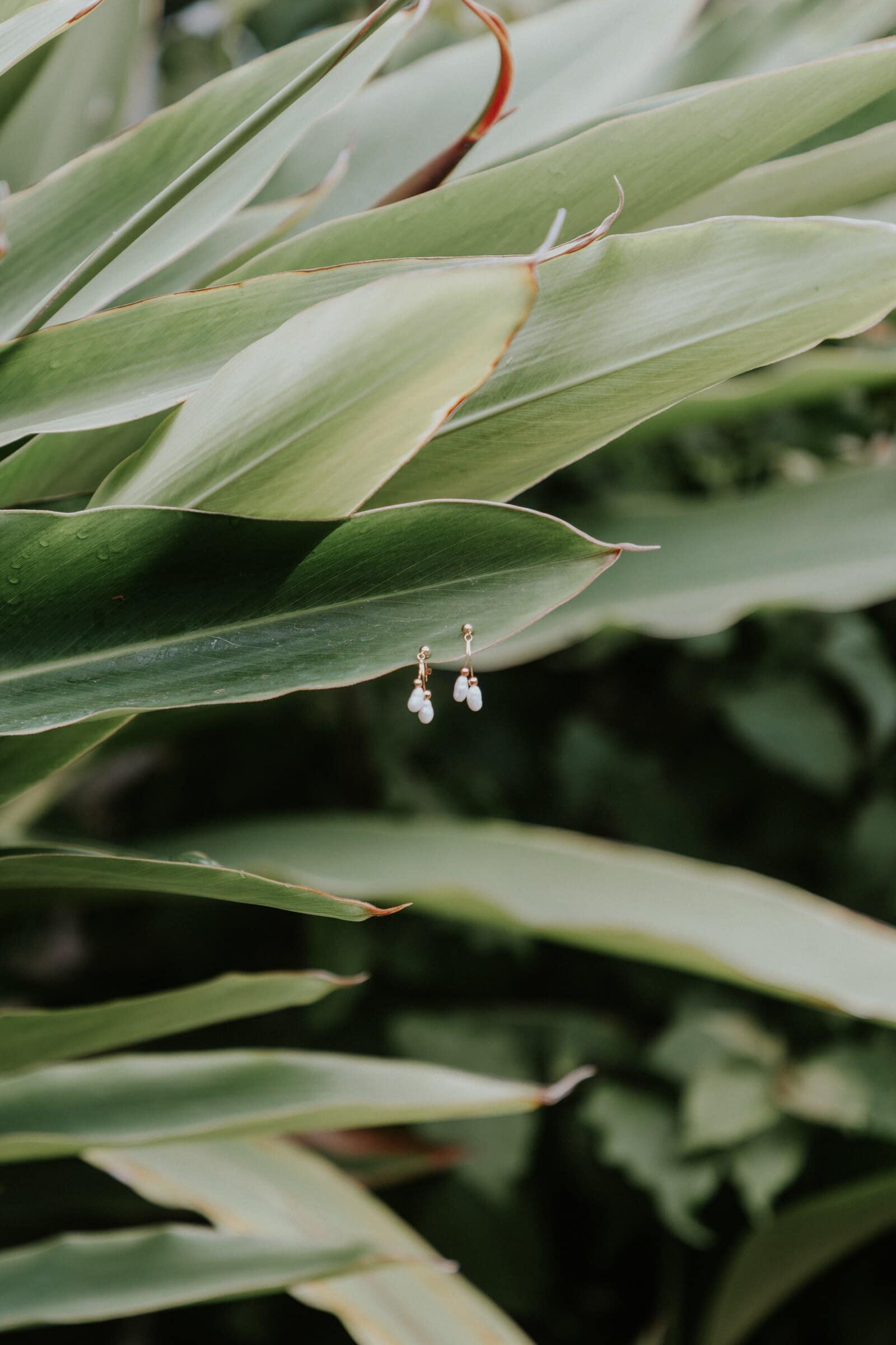 Agave leaves in the garden